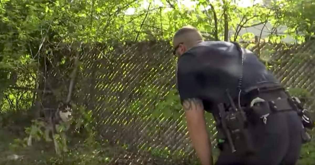 Poliziotto salva un cane, ma alla fine…