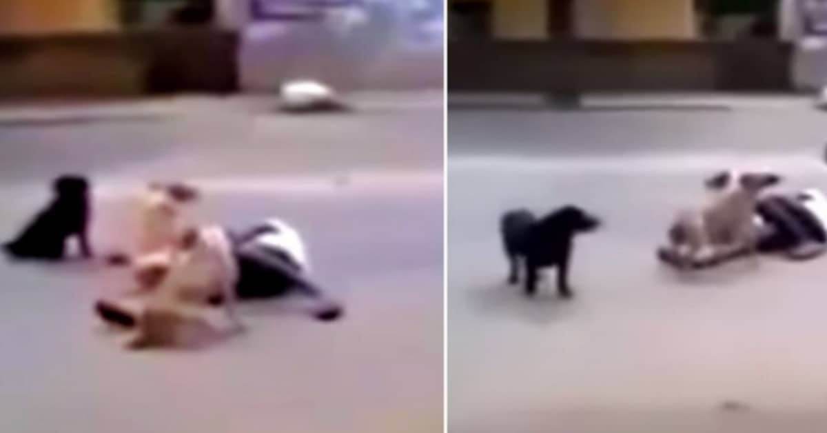 L’istinto di protezione dei cani verso il senzatetto