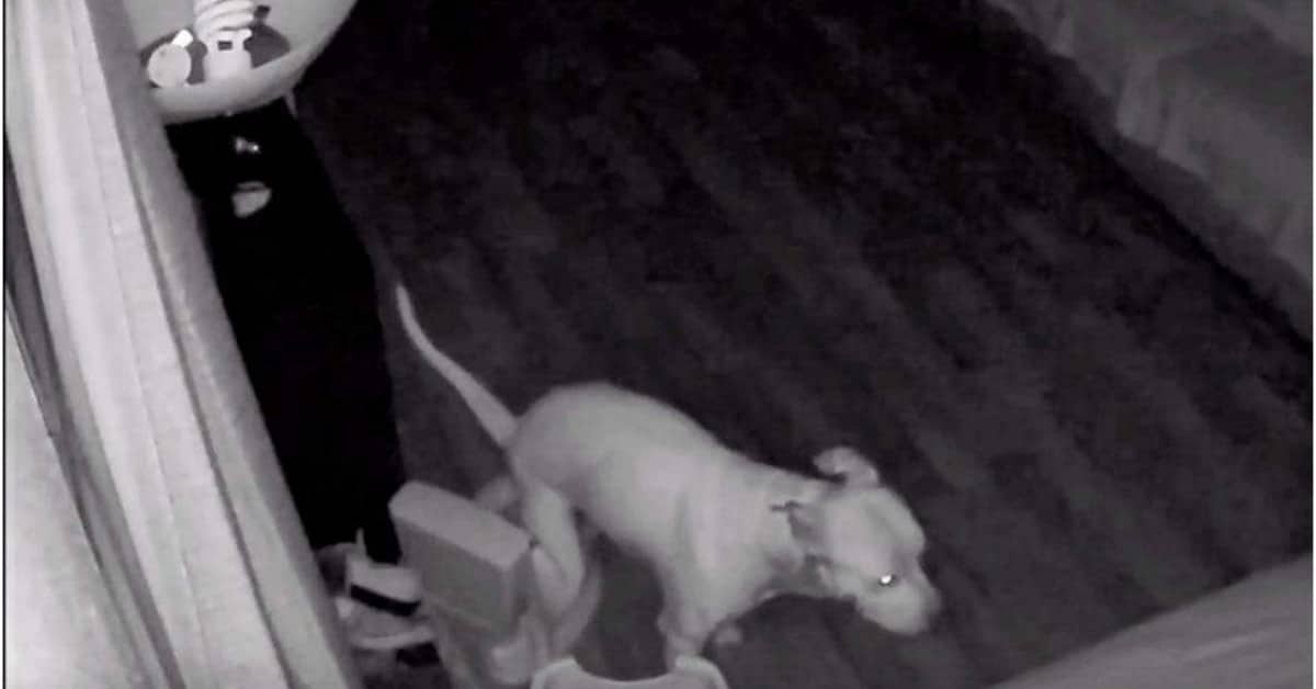 Il cane che fa la popò nel vasino