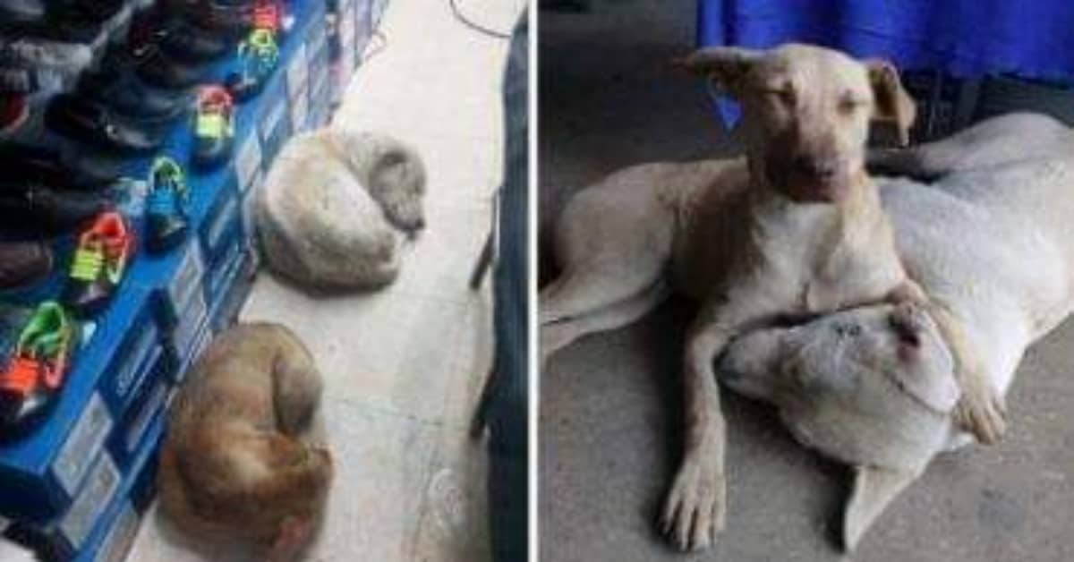 Il gesto gentile di Jualincito per gli animali del posto