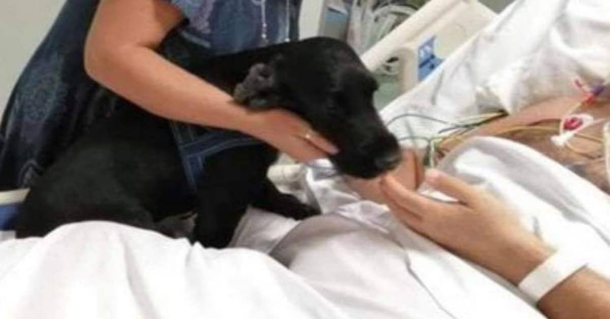 Empoli, Nello il cane che ha fatto visita al suo amico umano ricoverato