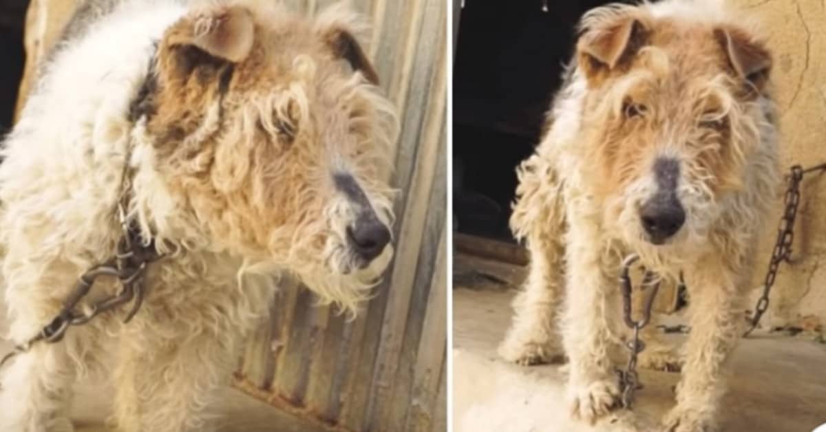 Incatenata per tanti anni e senza un nome, il salvataggio della cagnolina