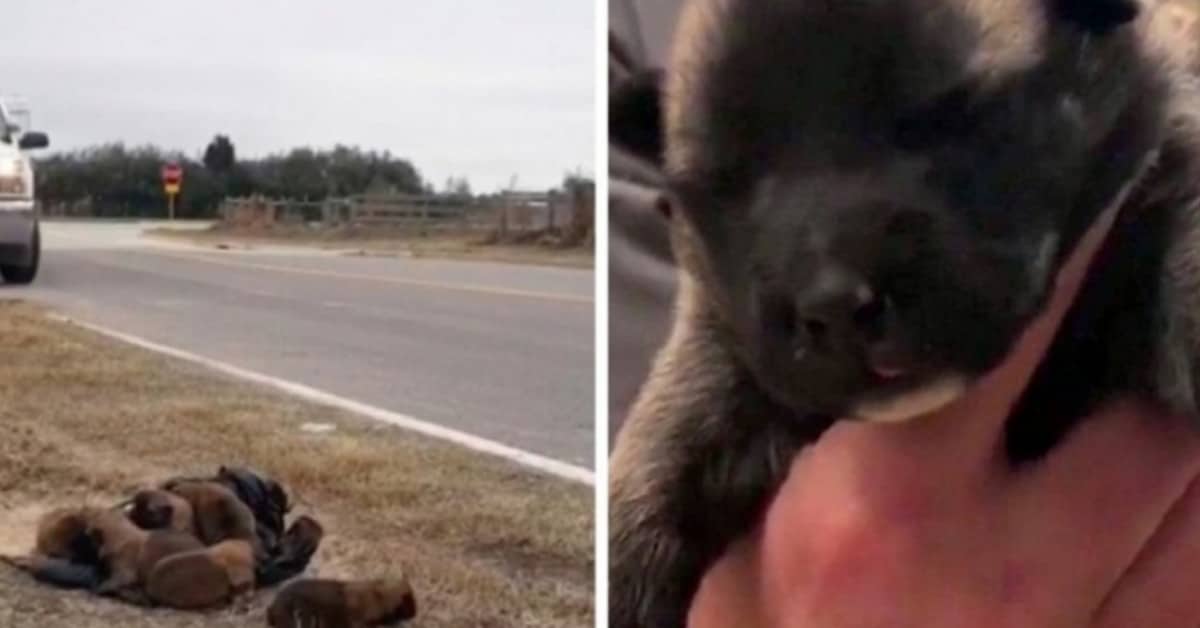 Abbandonati 8 cuccioli da una macchina in corsa