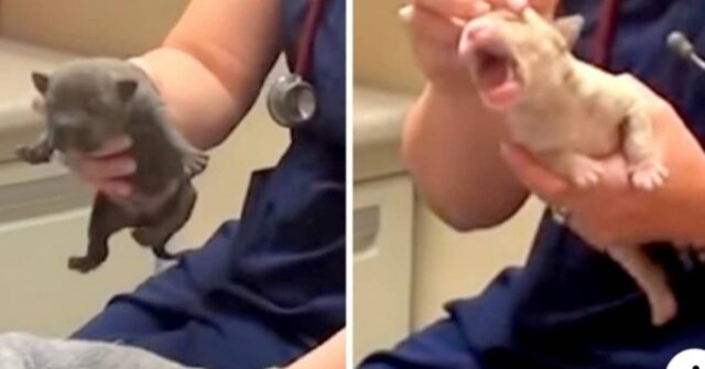 i-3-cuccioli-abbandonati-davanti-al-rifugio-ora-sono-sani-e-salvi-grazie-alle-cure-ed-all'amore-dei-volontari
