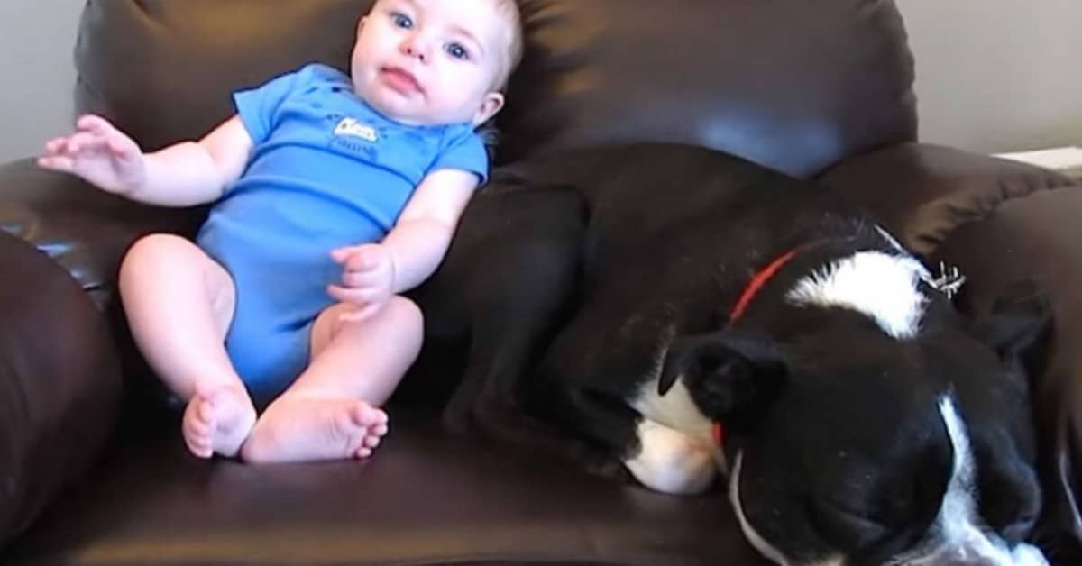 La reazione del cane, quando il bimbo fa una puzzetta proprio vicino a lui