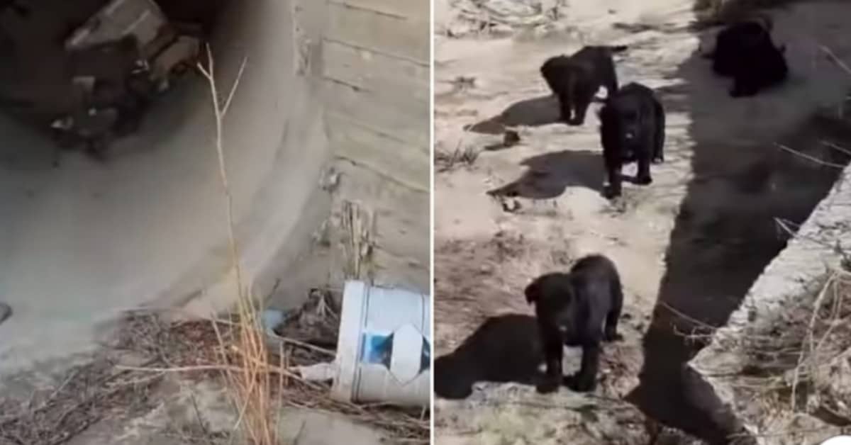 Il salvataggio dei cuccioli abbandonati nella fogna