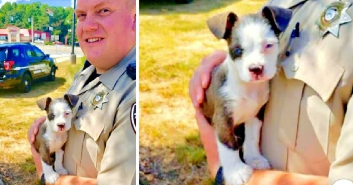 L’eroico salvataggio del cucciolo abbandonato