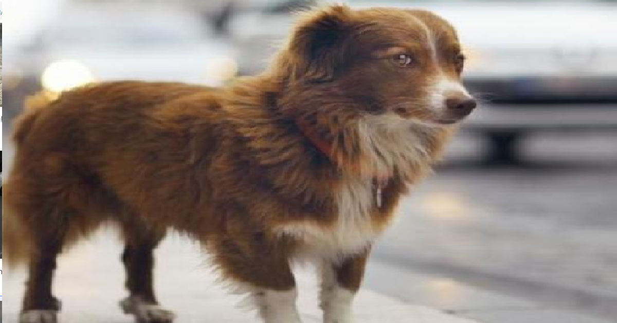 ALESSANDRIA Si scaglia contro il suo cane