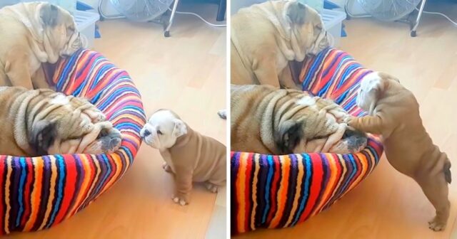 il-cucciolo-di-bulldog-che-vuole-giocare