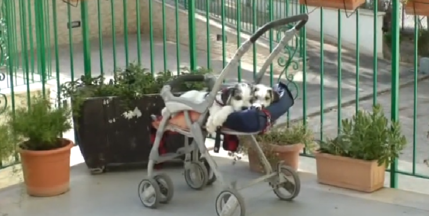 ASCOLI PICENO Angela in strada con i suoi cani