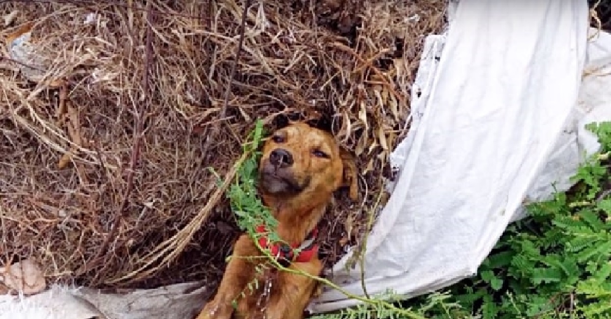 Cane intrappolato viene lasciato su una strada