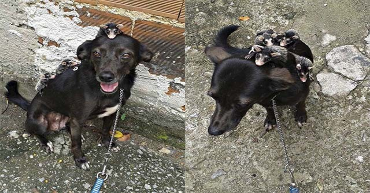 Cane adotta i cuccioli di moffetta rimasti orfani