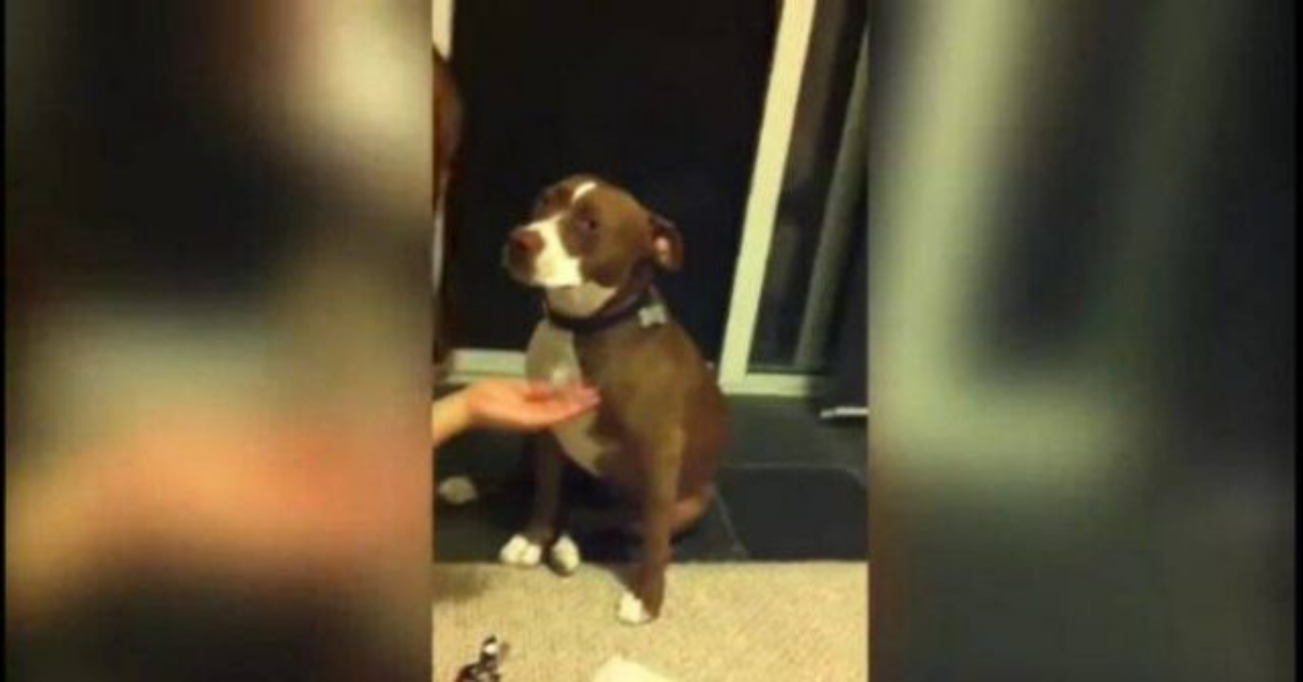 Cane finge di svenire per non farsi tagliare le unghie