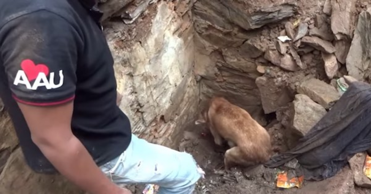 Cagnolina aiuta i soccorritori a scavare, per salvare i suoi cuccioli