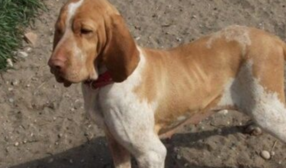 Fragolina, la cagnolina che si è lasciata morire di tristezza