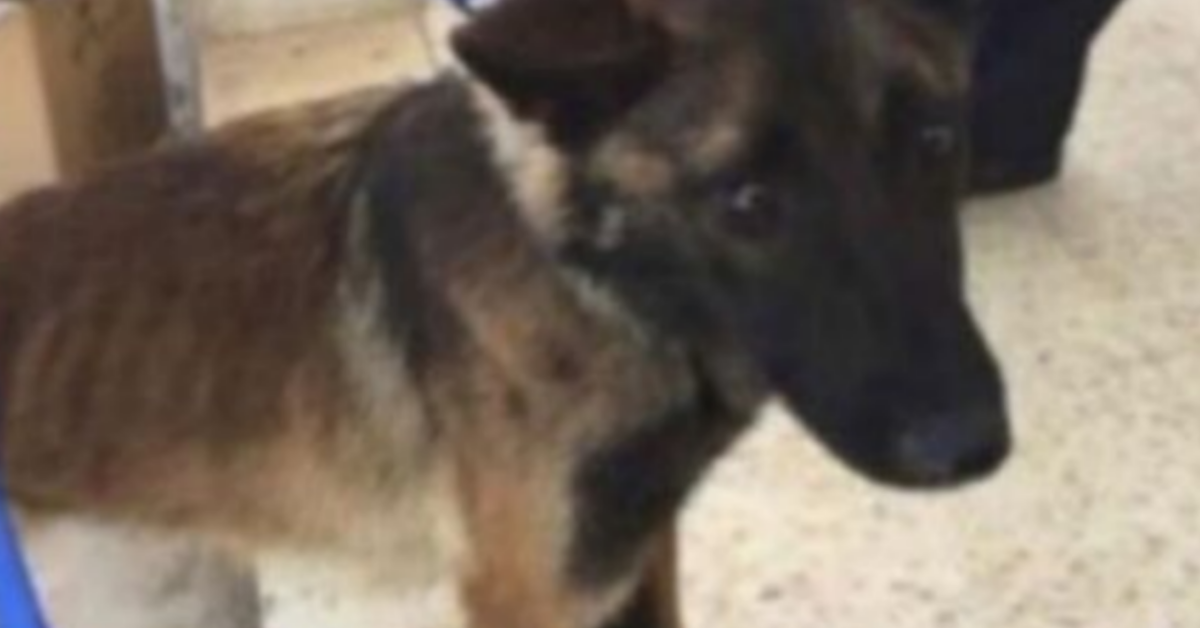 Giordania, cani addestrati per trovare esplosivi, maltrattati ed abbandonati a loro stessi