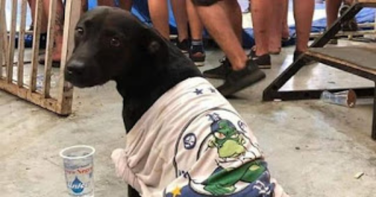 Giovane percorre più di 300 km per ritrovare il cane incontrato a una festa