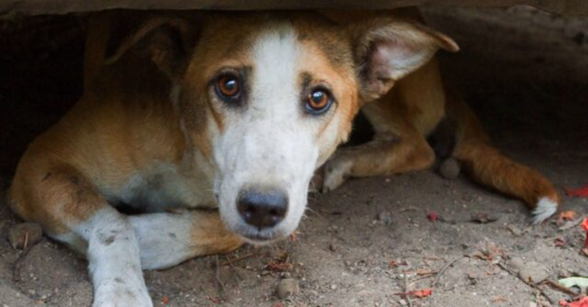 Greci, sei cani randagi morti avvelenati