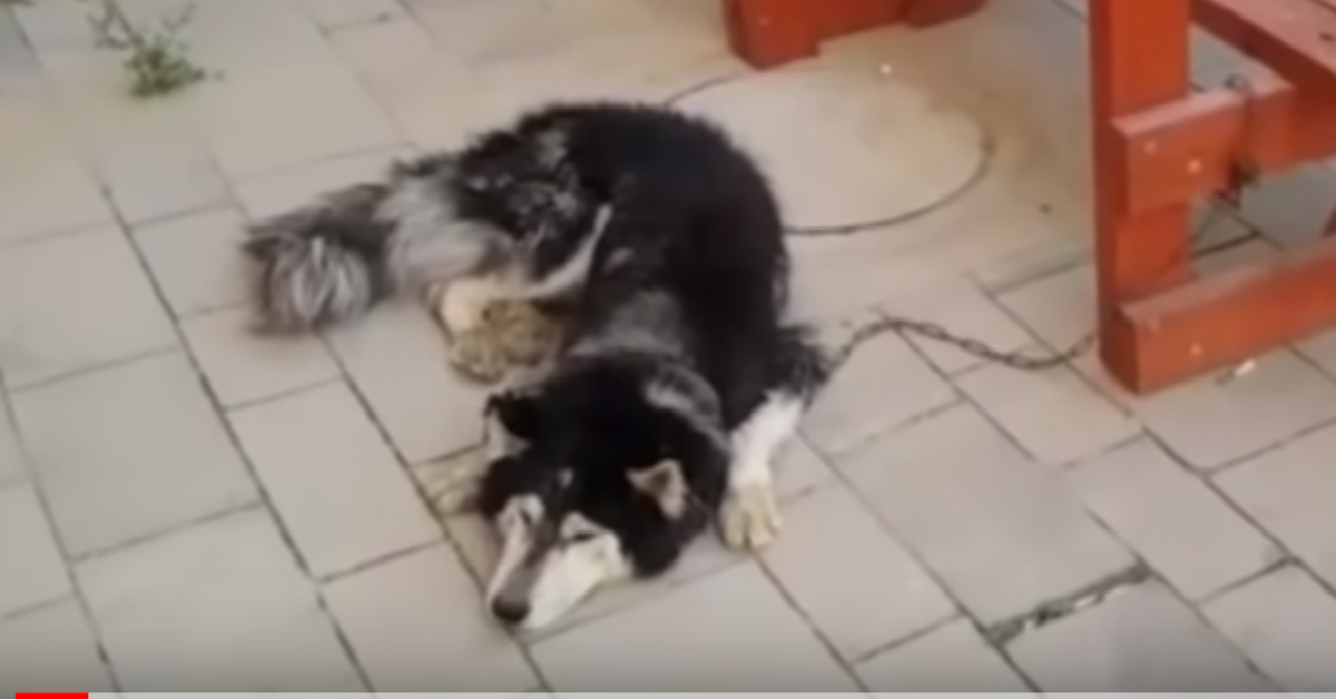 Husky smarrito ritrova il suo papà