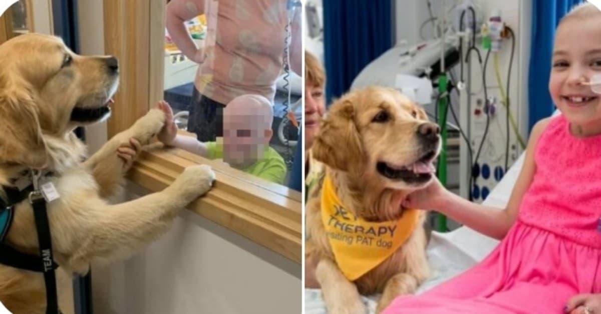 I sei cani da terapia dell’ospedale pediatrico di Southampton