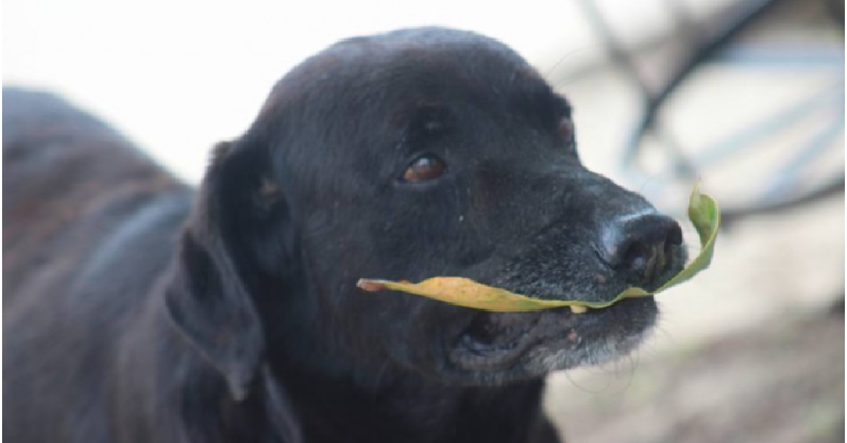 Il cane con la foglia in bocca viene fotografato da tutti.