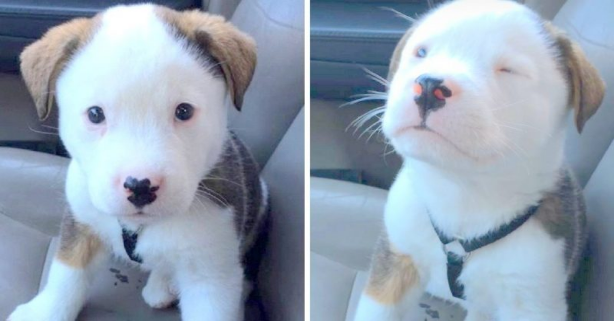 Il simpatico cucciolo che ha il singhiozzo per la prima volta