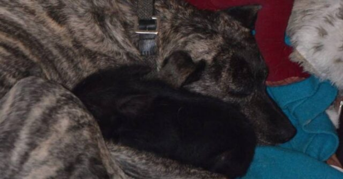 Cane abbandonato adotta un maialino trovato in fin di vita