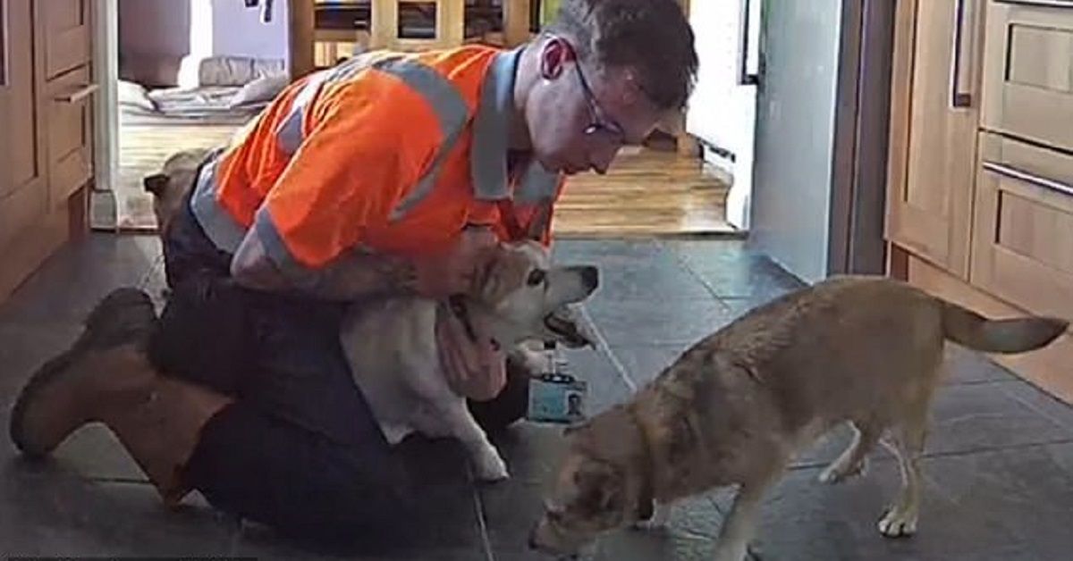 Uomo usa manovra di Heimlich per salvare il suo cane, un Jack Russell