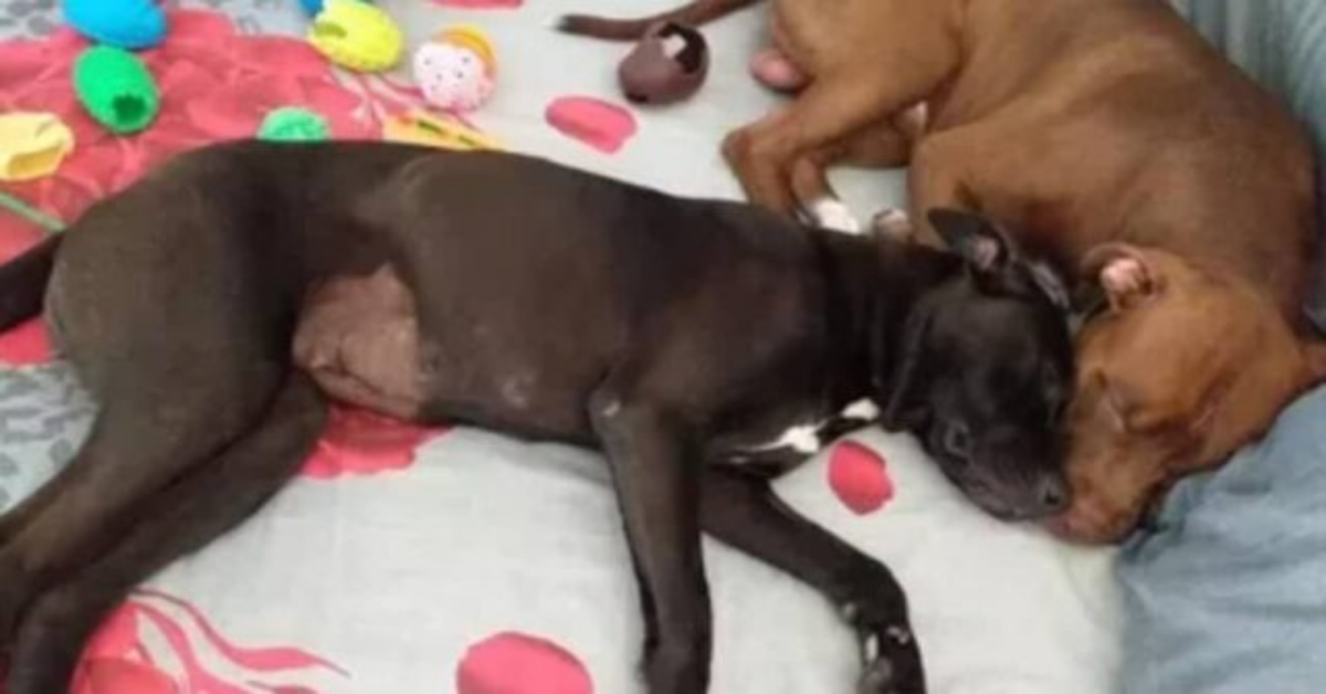 La cagnolina trovata accanto al suo compagno senza vita, a Sezze, ha trovato la sua seconda possibilità