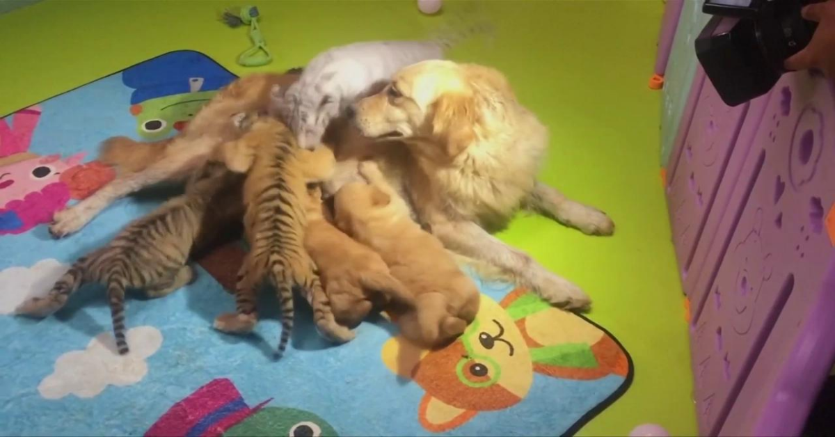 La speciale famiglia del Wildlife Park di Pechino