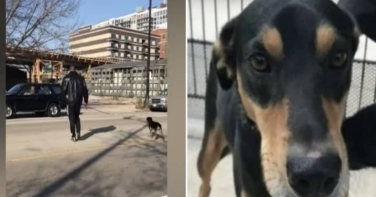 L’uomo lascia il cane al parco e se ne va. Poi torna a prenderlo, ma una donna lo attacca.