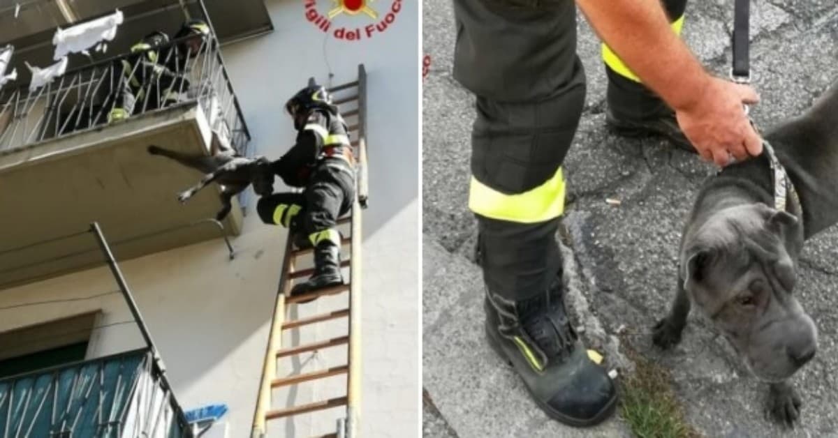 Montevarchi, cane rimasto appeso ad un balcone
