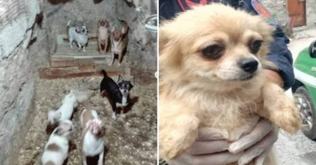 Nocera Inferiore, scoperto allevamento abusivo di Chihuahua