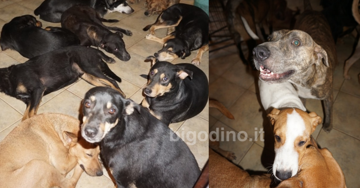 Bahamas, accoglie 97 cani in casa per salvarli dall’uragano