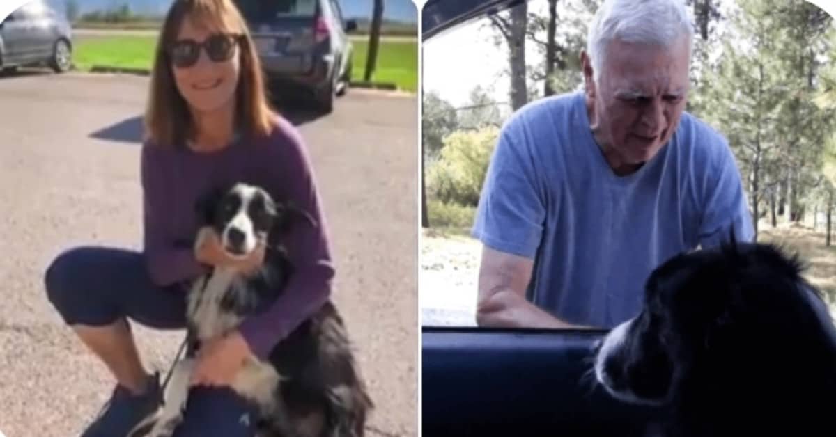 Ritrova il suo cane dopo 57 giorni. La storia di Carole e di Katie
