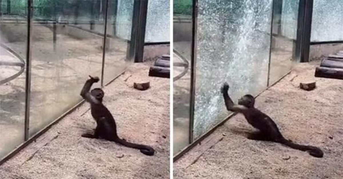 Scimmia frantuma il vetro della parete dello zoo di Zhengzhou