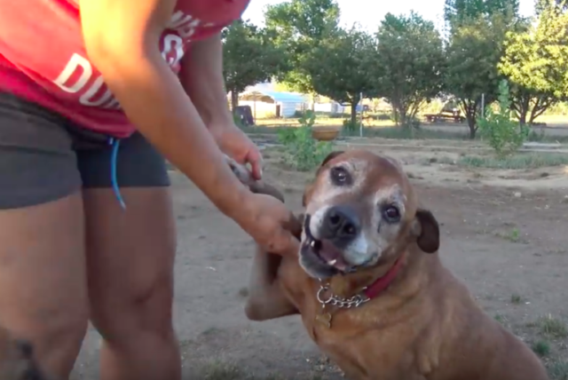 il-salvataggio-di-Pumba-il-cane-abbandonato-dalla-sua-famiglia 2