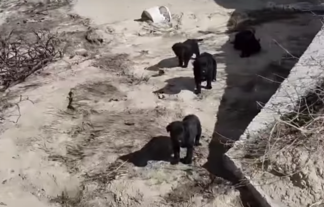 il-salvataggio-dei-cinque--cuccioli-abbandonati