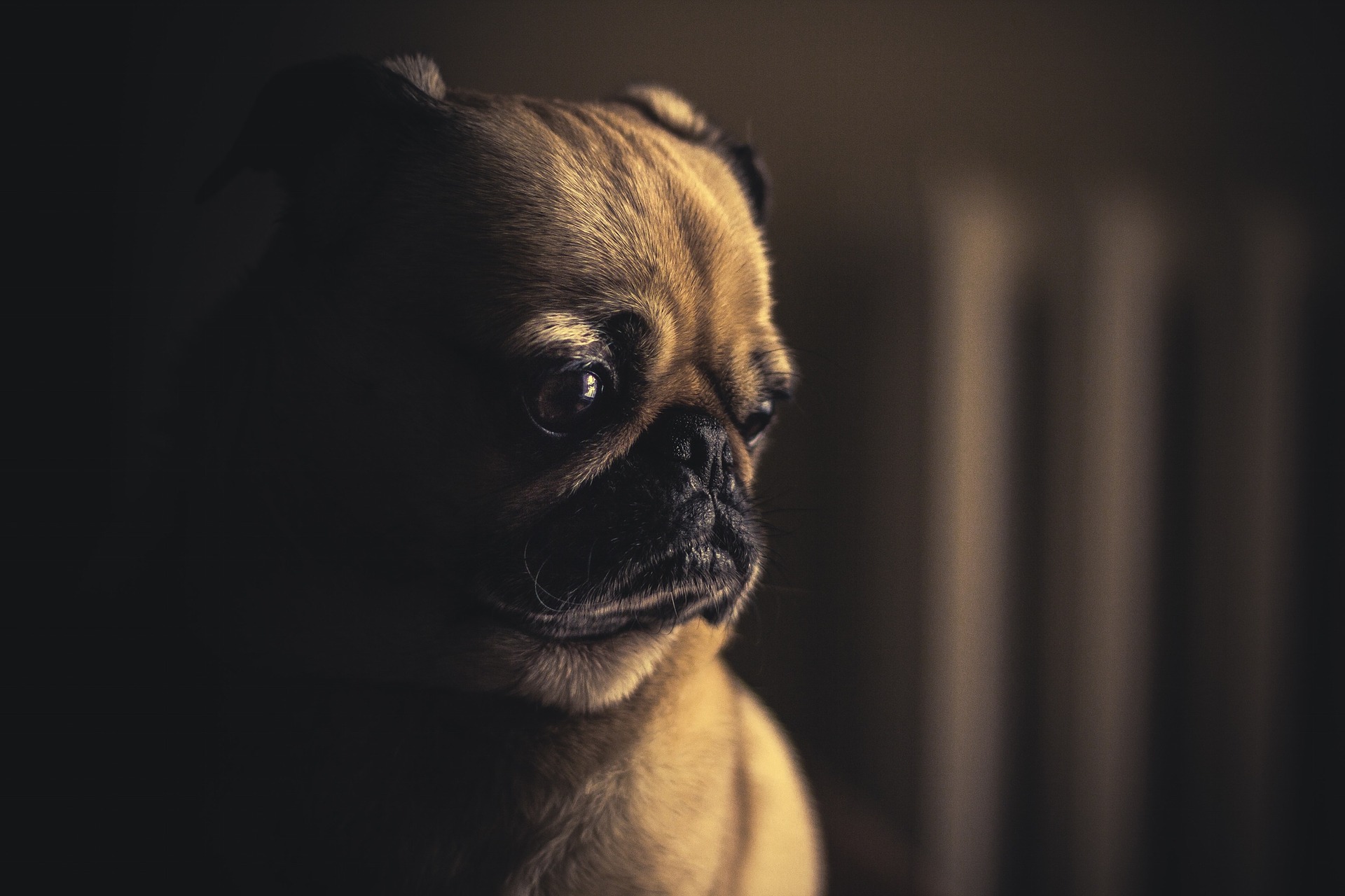 Stress da rientro, colpisce anche i cani
