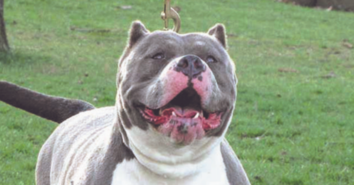 Tavazzano, pitbull fugge dal controllo del padrone e aggredisce un passante con il sui cane.