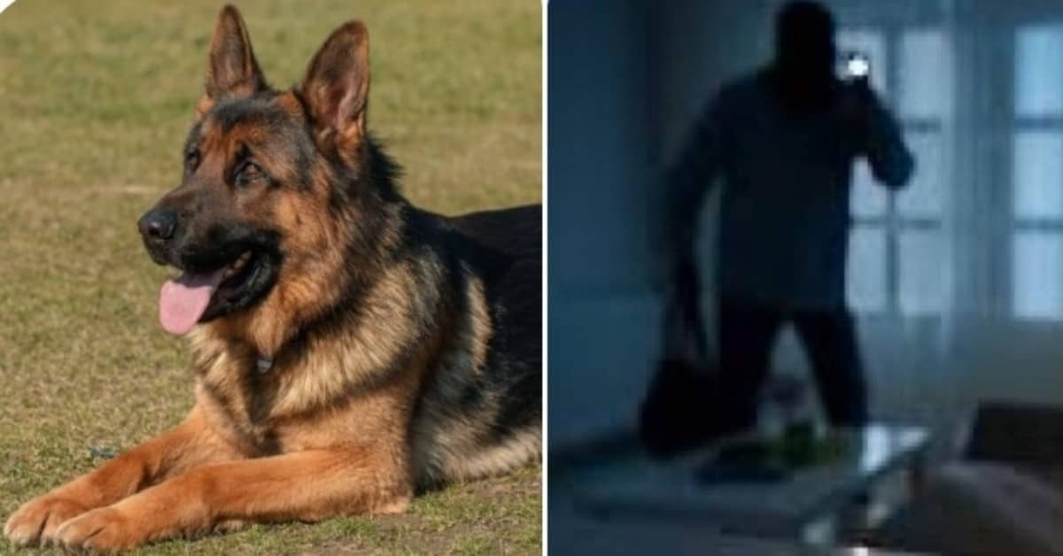 Treviso, ladri si sbarazzano del cane e poi svaligiano la villa