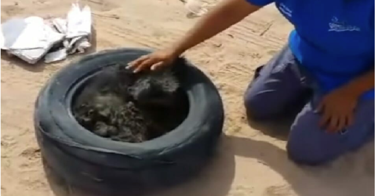 Yoko, il cane che aspettava di morire dentro una ruota
