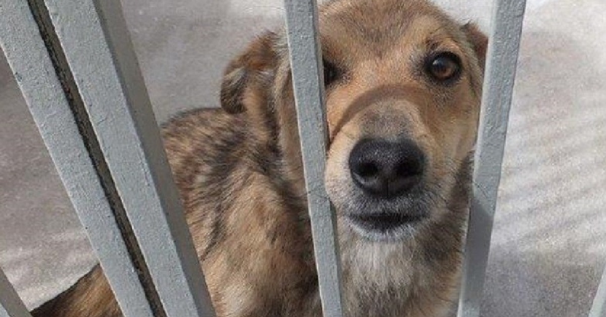 Frosinone, il cane Andreas non ama il guinzaglio e i proprietari lo riportano al canile