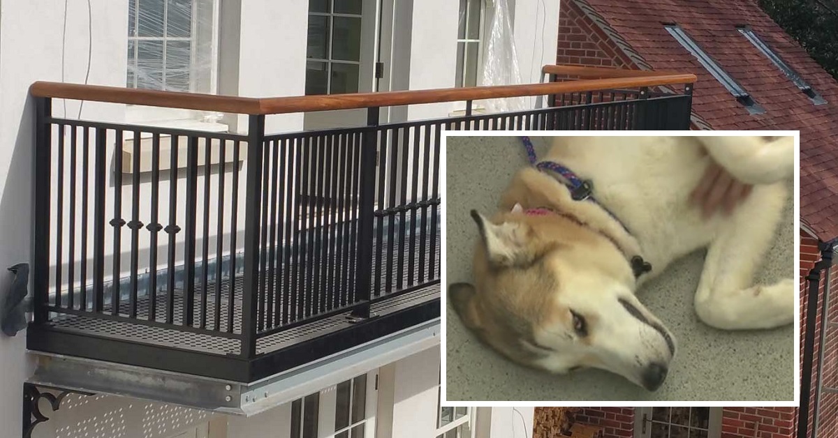Si trasferiscono e lasciano il cane sul balcone due settimane senza cibo o acqua