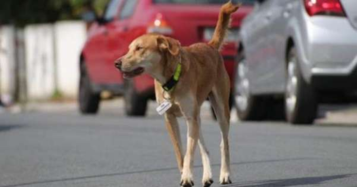 Berlino, il cane diventato famoso per aver rubato gli snack