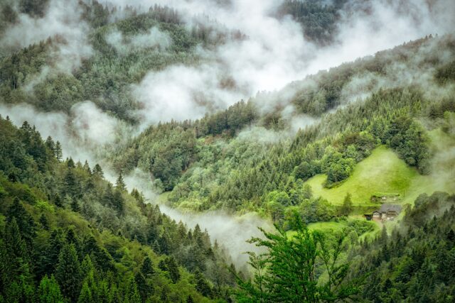 Storia e natura: itinerario alla scoperta della Foresta Nera