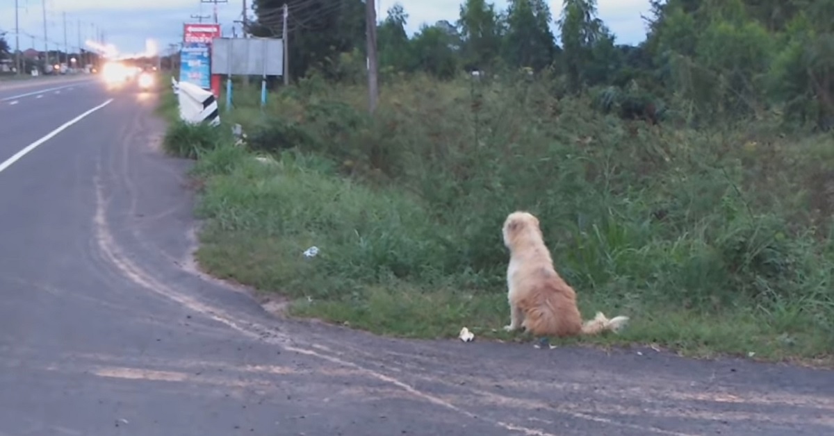 BonBon, il cane che aspettava il suo umano sul ciglio della strada
