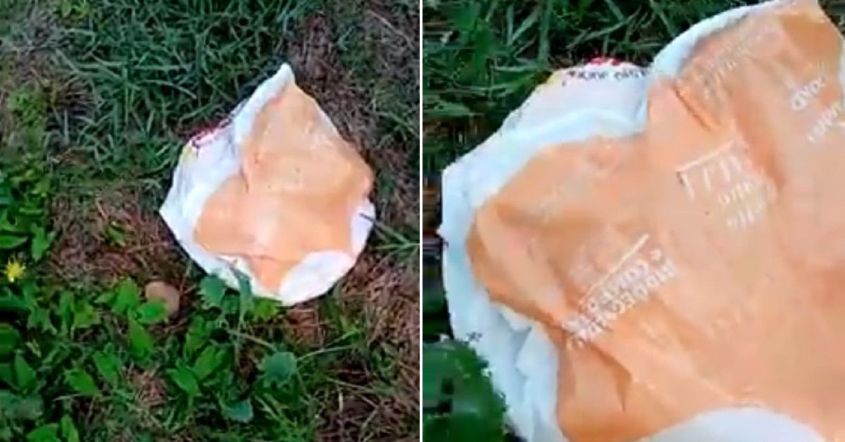 Frosinone, 6 gattini gettati in una busta