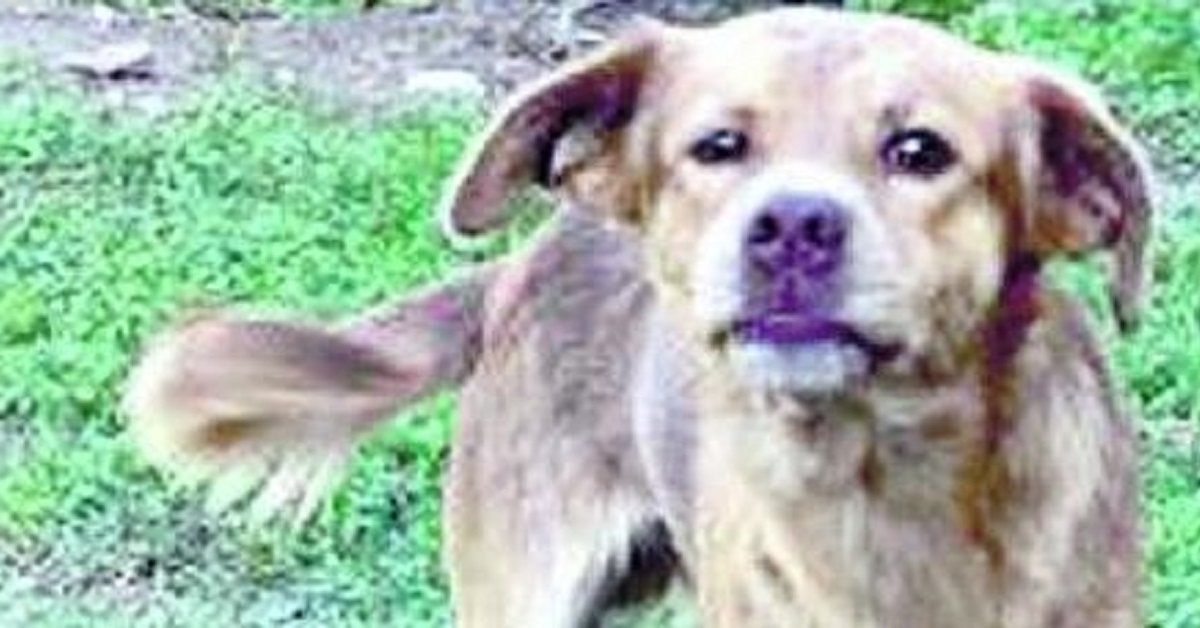Caffè, il cane di Boara Pisani che veglia la tomba del suo anziano proprietario