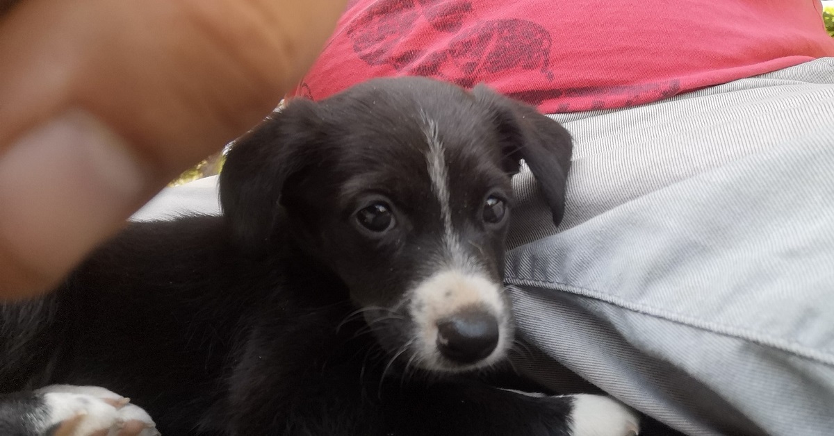 La cagnolina trovata nel tombino a Catania cerca casa